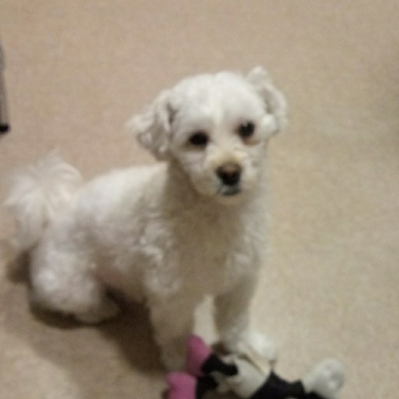 puppyloverlena